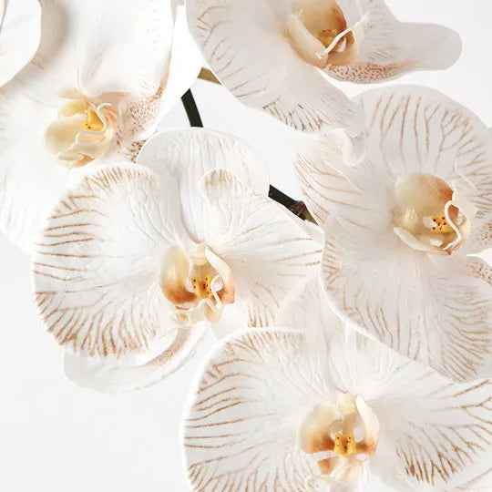 Orchid Phalaenopsis Infused Stem 96cm Dove White Pack of 12