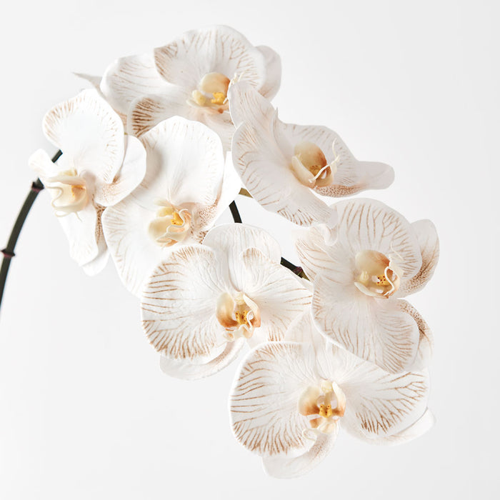Orchid Phalaenopsis Infused Stem 96cm Dove White Pack of 12