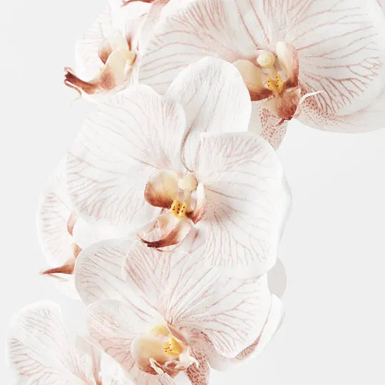 Orchid Phalaenopsis Infused Stem 96cm Latte Brown White Pack of 12