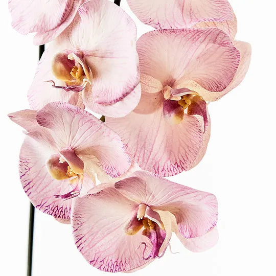 Orchid Phalaenopsis Infused Stem 96cm Lavender Purple Pack of 12