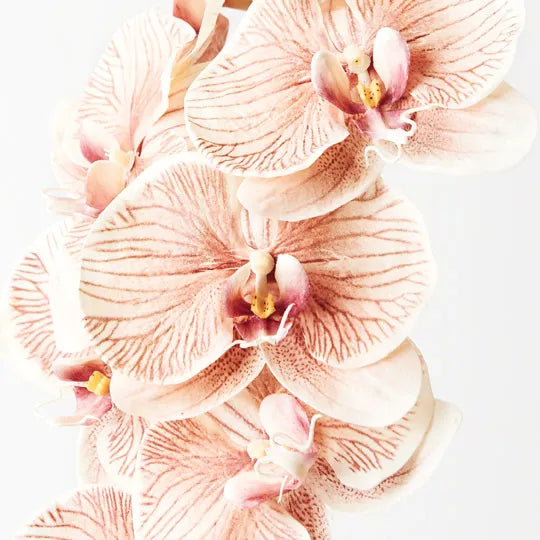 Orchid Phalaenopsis Infused Stem 96cm Mocha Brown White Pack of 12