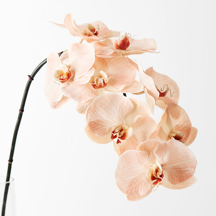 Orchid Phalaenopsis Infused Stem 96cm Salmon Orange Pack of 12