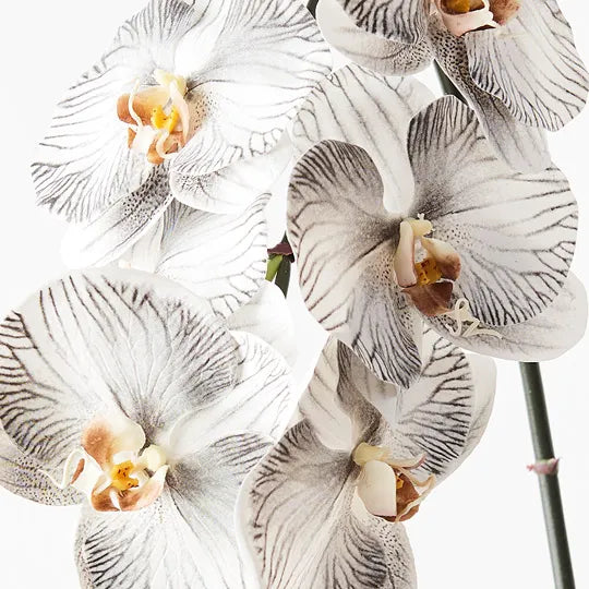 Orchid Phalaenopsis Infused Stem 96cm White Black Pack of 12