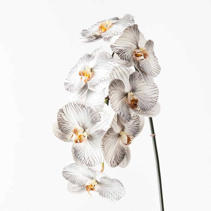 Orchid Phalaenopsis Infused Stem 96cm White Black Pack of 12