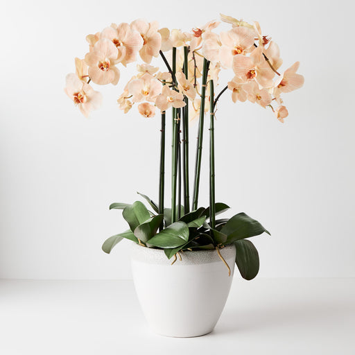 Orchid Phalaenopsis Infused in Pot - Salmon - 76cm
