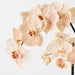 Orchid Phalaenopsis Infused in Pot - Salmon - 76cm