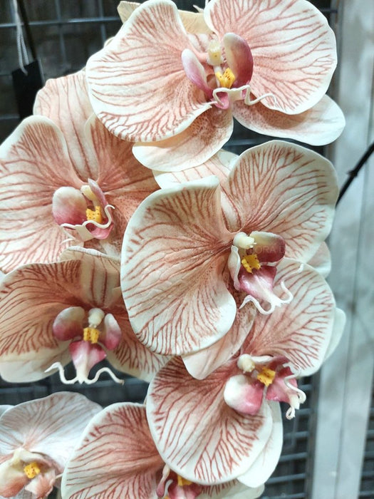 Orchid Phalaenopsis Infused Stem 96cm Mocha Brown White Pack of 12