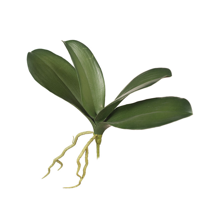 Orchid Phalaenopsis Leaf 24cm Olive Green Pack of 12