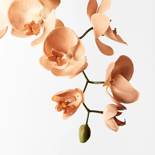 Orchid Phalaenopsis Spray 102cm Apricot Cream Pack of 12