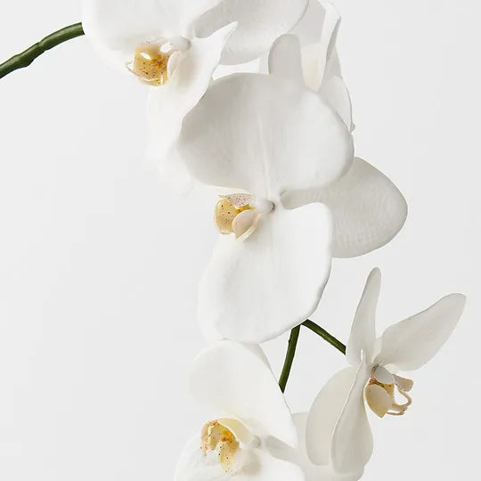 Orchid Phalaenopsis Spray 102cm White Pack of 12