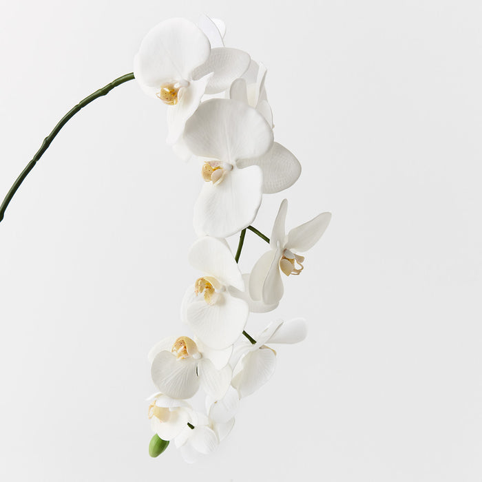 Orchid Phalaenopsis Spray 102cm White Pack of 12