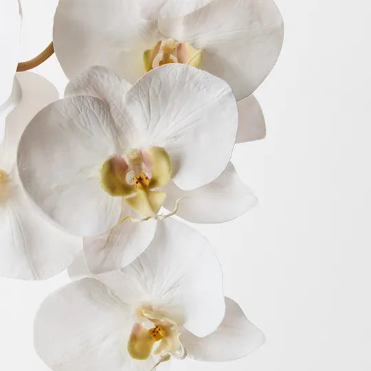 Orchid Phalaenopsis Stem 95cm White Pack of 12