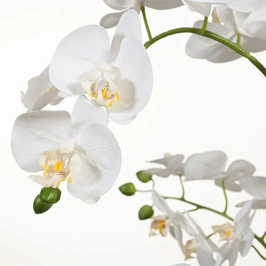 Orchid Phalaenopsis in Black Weave Pot - White - 70cm