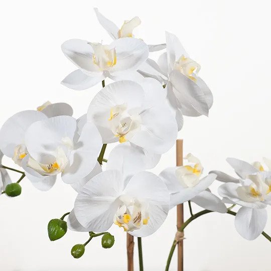 Orchid Phalaenopsis in Bowl - White - 64cm