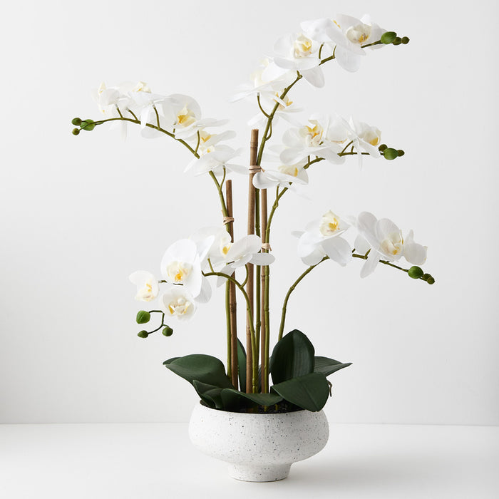 Orchid Phalaenopsis in Ceramic Bowl - White - 59cm Pack of 2