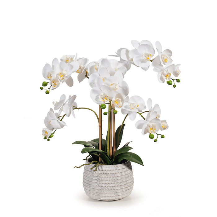 Orchid Phalaenopsis in Pot - White - 53cm