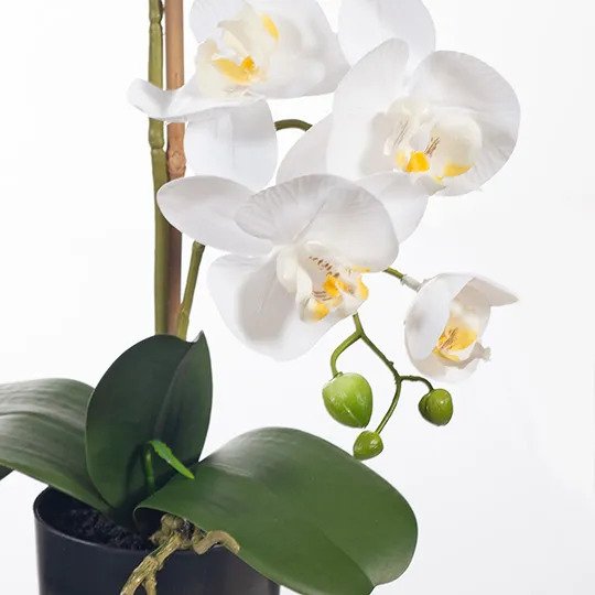 Orchid Phalaenopsis in Pot - White - 55cm Set of 2