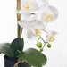 Orchid Phalaenopsis in Pot - White - 55cm Set of 2
