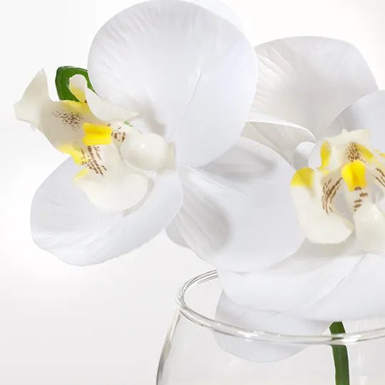 Orchid Phalaenopsis in Vase - White - 15cm Set of 6