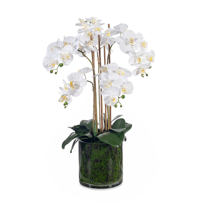 Orchid Phalaenopsis in Vase - White - 70cm