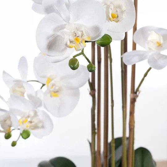 Orchid Phalaenopsis in Vase - White - 70cm