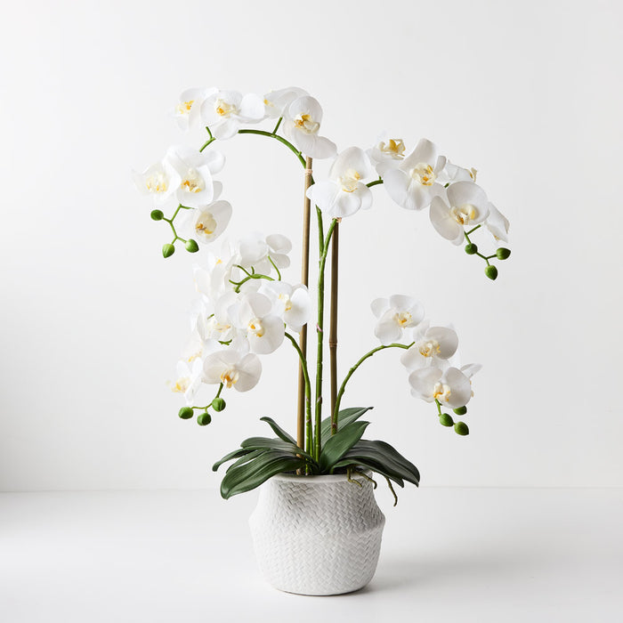 Orchid Phalaenopsis in White Weave Pot - White - 70cm