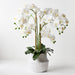 Orchid Phalaenopsis in White Weave Pot - White - 74cm