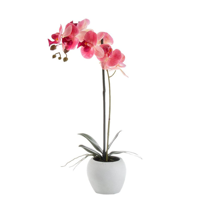 Orchid Plant Pink In White Pot 54cm Set of 2