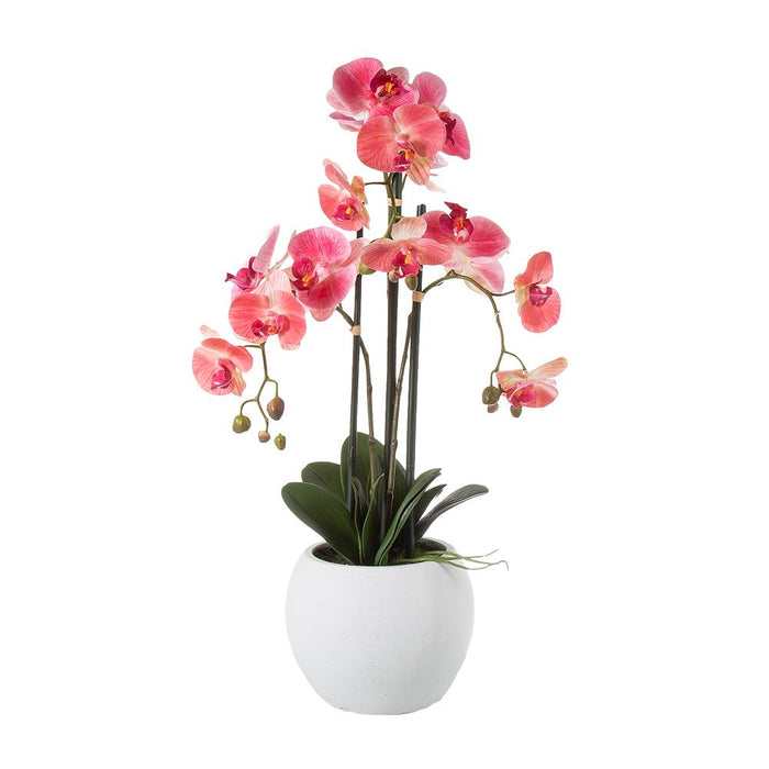 Orchid Plant Pink In White Pot 65cm