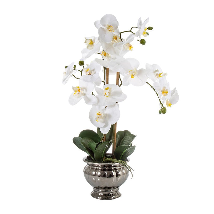 Orchid Plant White In Silver Bowl 60cm