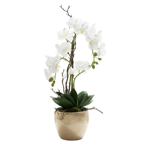 Orchid Real Touch in Ceramic Gold Pot 60cm White