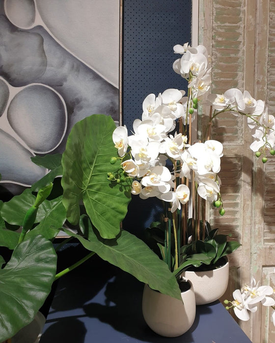 Orchid White Potted Real Touch 71cm