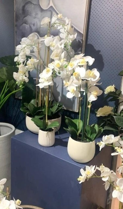 Orchid White Potted Real Touch 71cm