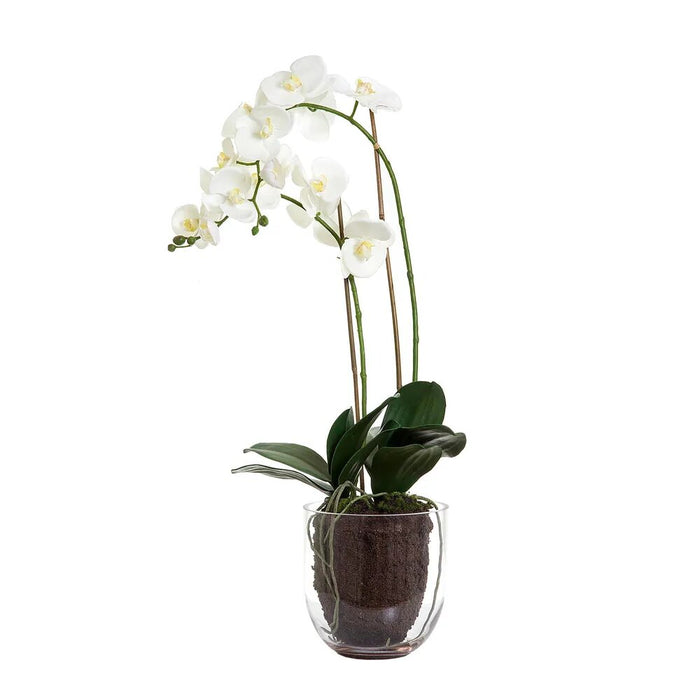 Orchid White in Glass Vase 85cm