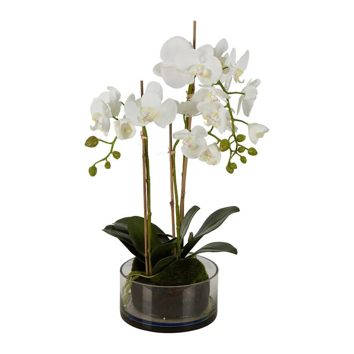 Orchid White in Round Glass Vase 60cm