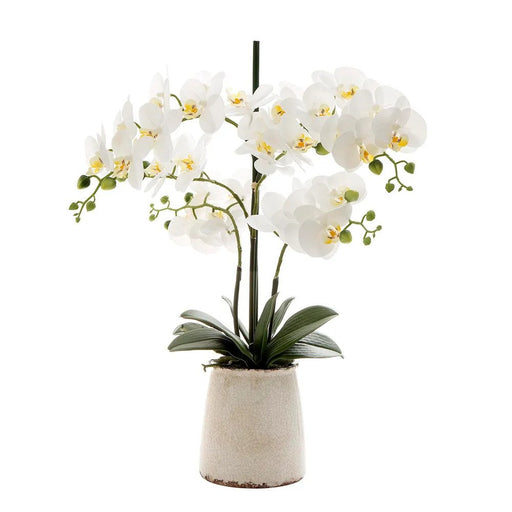 Orchid in Ivory Pot LGE Pack of 2