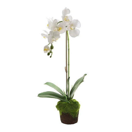 Orchid in Moss Pot 63cm White Pack of 2