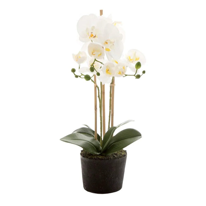 Orchid in Paper Pot Small 52cm White Pack of 3