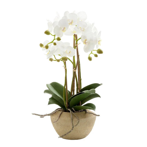 Orchid in Stone Pot Small
