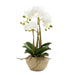 Orchid in Stone Pot Small
