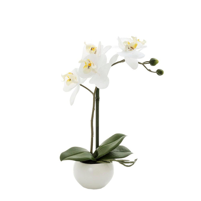 Orchid in White Pot - White - 35cm Set of3