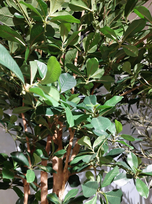Oriental Olive Tree 155cm