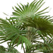 Palm Fan Plant Green 56cm Pack of 2