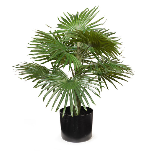 Palm Fan Plant Green 56cm Pack of 2