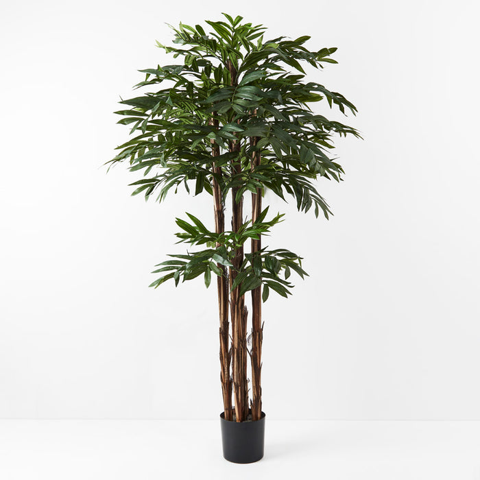 Palm Kentia 180cm H Set of 2