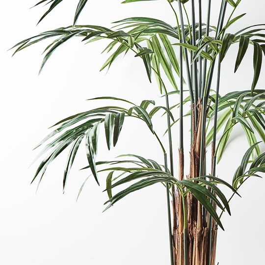 Palm Kentia Green 305cm Pack of 2
