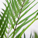 Palm Phoenix Green 107cm Pack of 2