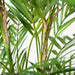 Palm Phoenix Green 143cm Pack of 2