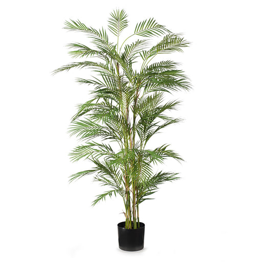 Palm Phoenix Green 178cm