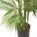Palm Phoenix Green 229cm